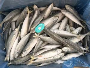 P1132 arazi dondurulmuş Scad balık küçük boy üretici balık 140-160 adet dondurulmuş Scad 50-60g - Product Image 2