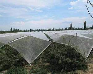 Malla <span class=keywords><strong>Antipájaros</strong></span> Duradera de HDPE, Rollos de Malla Plástica con Protección UV, Servicio de Corte y Procesamiento, Marca HQ - Product Image 2