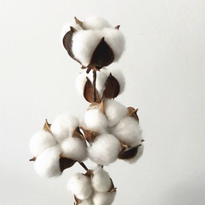 SZ04132 — <span class=keywords><strong>fleurs</strong></span> en <span class=keywords><strong>coton</strong></span> <span class=keywords><strong>séchées</strong></span> naturellement naturelles, 10 Bouquets de branches de <span class=keywords><strong>coton</strong></span> <span class=keywords><strong>séchées</strong></span>, vente en gros - Product Image 1