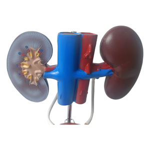Modelo Anatómico del Sistema Reproductor Masculino en 3D de PVC para la Enseñanza de Ciencias Médicas, que Muestra Riñón, Vejiga, Pene y Testículos - Product Image 3