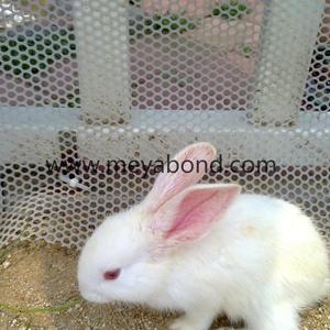 Nhựa Gà Lưới Cuộn/Nhựa Dây Lưới/Trang Trại Chăn Nuôi Nhựa Phẳng Net - Product Image 5