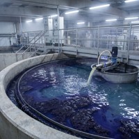 Polyacrylamide Cationique à Faible Consommation (CPAM) – Floculant Polyelectrolytique pour la Séparation des Eaux Usées – Pureté 99% – pH 4.0-7.0 – Poudre
