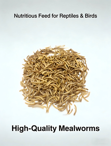 Vers de farine séchés de ferme, aliment propre, sain et nutritif <span class=keywords><strong>pour</strong></span> <span class=keywords><strong>animaux</strong></span> de compagnie, volailles et <span class=keywords><strong>animaux</strong></span> aquatiques - Product Image 6