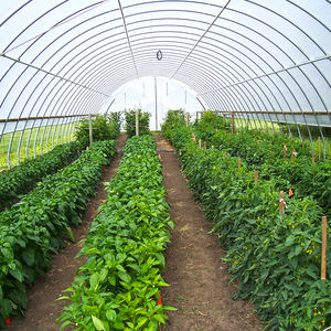 دفيئة زراعية عالية للطماطم الاستوائية، هيكل معدني للخضروات، دفيئة بغشاء للنباتات - Product Image 4