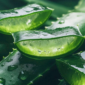 Extracto de <span class=keywords><strong>Aloe</strong></span> <span class=keywords><strong>Vera</strong></span> 100% Puro y Natural - Polvo de <span class=keywords><strong>Aloe</strong></span> <span class=keywords><strong>Vera</strong></span> Liofilizado a Precios de Fábrica - Product Image 2