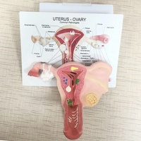 Modèle d'utérus de vagin féminin normal anatomique en plastique humain modèle d'enseignement médical