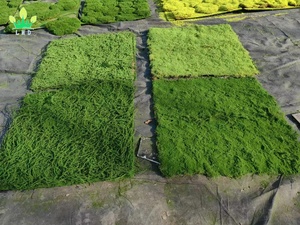 Alfombra <span class=keywords><strong>de</strong></span> Musgo Artificial, Alfombra <span class=keywords><strong>de</strong></span> Césped, <span class=keywords><strong>Plantas</strong></span> Decorativas <span class=keywords><strong>de</strong></span> Seda y Algodón, 1m*1m, Marca Lmd, para Bodas, Hogar, Patio Trasero, Balcón, Uso Interior y Exterior - Product Image 4