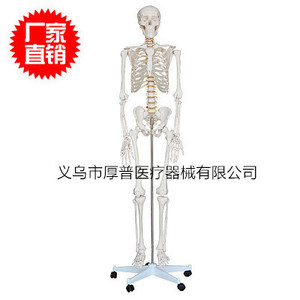 Modèle de squelette humain Houpu 180 cm en PVC, modèle éducatif pour la science médicale - Product Image 1