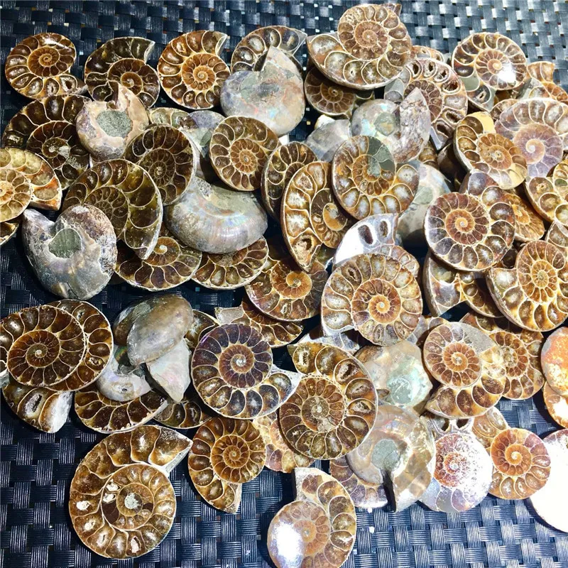 アンモナイト化石　ハーフカット　ペア　マダガスカル アンモナイト化石 ハーフカット ペア マダガスカル - メルカリ