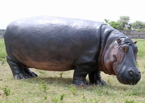 <span class=keywords><strong>Sculpture</strong></span> d'hippopotame en résine fibre de verre de style moderne personnalisée en usine, technique de peinture 3D, grand modèle animal - Product Image 5