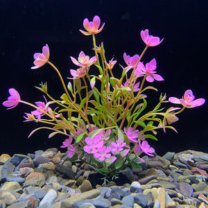 Wholesale Simulation Water Grass Landscaping, <strong>Aquarium</strong> Simulation Flower Decoration Small Ornaments, <strong>Fish</strong> <strong>tank</strong> Plastic Plants - Product Image 4