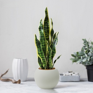 <span class=keywords><strong>Planta</strong></span> de serpiente de imitación Premium, Sansevieria artificial para decoración interior del hogar Suministro a granel - Product Image 3