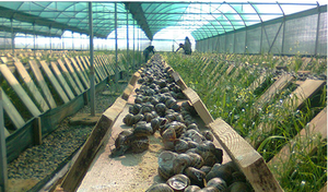 <span class=keywords><strong>Serre</strong></span> <span class=keywords><strong>d</strong></span>'élevage <span class=keywords><strong>d</strong></span>'escargots multi-tunnels en arche 12S 15S avec film PO et <span class=keywords><strong>filet</strong></span> <span class=keywords><strong>d</strong></span>'<span class=keywords><strong>ombrage</strong></span>, structure en tubes <span class=keywords><strong>d</strong></span>'acier galvanisé - Product Image 4