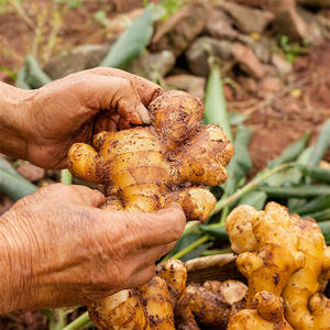 Produsen Memasok Jahe Segar Organik Jual Jahe Kualitas Baik Jahe Segar - Product Image 3