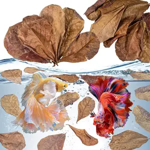 Akuarium daun Catappa besar akuarium daun Almon kondisioner air akuarium tangki udang tangki dekorasi daun Betta