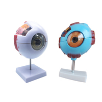 Modelo de Anatomía Médica, Modelo de Ojo Humano de Simulación de Plástico para la Enseñanza de Oftalmología