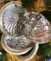 11-12cm Stock dégagé en gros populaire artisanat naturel coquille d'ormeau brut de mer pour bricolage décoration de la maison
