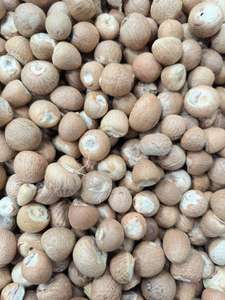 Hochwertige Premium Indonesien Ganze Betelnuss Optimaler Tannin gehalt Hoch nach gefragte Landwirtschaft Industrielle Zutat - Product Image 3