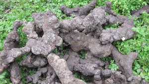 Extrait de Polyporus Umbellatus 30% 50% Polysaccharide de Polyporus <span class=keywords><strong>pour</strong></span> Compléments Alimentaires Aliments Fonctionnels Produits de Bien-être Quotidien - Product Image 2