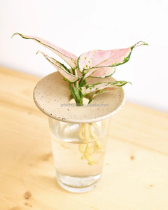 OEM cámara <span class=keywords><strong>de</strong></span> germinación <span class=keywords><strong>de</strong></span> <span class=keywords><strong>semillas</strong></span> acuicultura pequeña bandeja <span class=keywords><strong>de</strong></span> germinación placa interior hidrocultivo taza terrario bandeja - Product Image 5