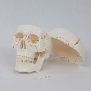 Modelo de Cráneo Humano de PVC DARHMMY con Suturas Craneales Claras - Herramienta de Enseñanza de Anatomía Detallada para Educación Médica - Product Image 4