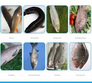 Máquina Eléctrica Automática para Limpiar y Asesinar Pescado, Máquina para Abrir, Cortar y Filetear Pescado - Product Image 3