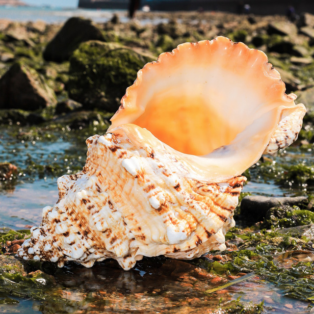 Large Natural Sea Shells Huge Ocean Conch Jumbo Seashells for Wedding Decor Beach Theme Party Home Fish Tank Collectors