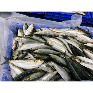 Sardinas Congeladas de Alta Calidad, Enteras y Redondas, Sardinella Aurita, 12-16 16-20 Piezas/kg, BQF, Precio al por Mayor - Product Image 4