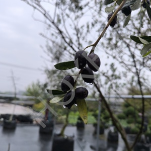 HOKBG precio de fábrica respetuoso con el medio ambiente transpirable bolsa de plantas bolsas de cultivo de tela de polipropileno para la plantación de olivos - Product Image 3