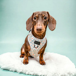 2022 harnais rembourrés en polyester sans traction pour chiens accessoires pour animaux de compagnie personnalisés collier laisse réglable harnais pour chien gilet ensemble - Product Image 4