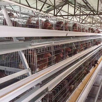 Cage à poules pondeuses galvanisée pour 1000 oiseaux, système d'élevage multi-niveaux en batterie pour fermes avicoles
