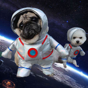 Herfst En Winter Grappige Huisdierenkleding Schattige Grappige Katten En Honden Staan Om Te Veranderen In Feestelijke Kleding Kan Worden Aangepast Maat Logo - Product Image 2