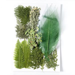 ZS031 veri fiori secchi pressati pianta naturale <span class=keywords><strong>fiore</strong></span> secco <span class=keywords><strong>per</strong></span> candela resina gioielli Nail Art cucina ciondolo creazione artigianale - Product Image 4