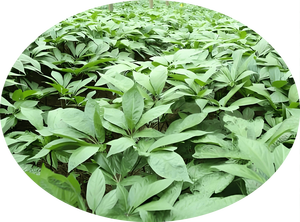 Notoginseng ekstrak Panax ekstrak Panax Notoginseng ekstrak Folium 10:1 - Product Image 4