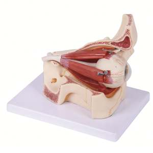 KyrenMed مقلة العين البشرية مقبس العصب القرنية نموذج 3 مرات مقلة العين التشريحية والجفن - Product Image 2