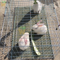 Cages pliables pour coqs de combat, en treillis métallique galvanisé soudé sur mesure, revêtement PVC, avec porte d'accès supérieure