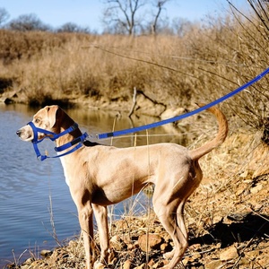 <span class=keywords><strong>Collar</strong></span> de cabeza de nailon para mascotas personalizado de los fabricantes, <span class=keywords><strong>Collar</strong></span> para perros sin tirones adecuado para el entrenamiento intensivo de perros grandes - Product Image 6
