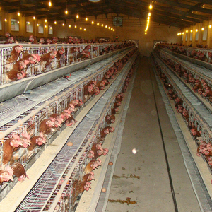 Estructura de acero ligera prefabricada para instalación en agricultura, para pollo, aves de corral, diseño de Casa de granja - Product Image 3