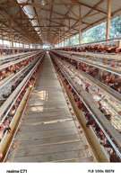 Système d'élevage automatique pour 40 000 poulets : Cages d'alimentation et système de batterie de type A pour poules pondeuses