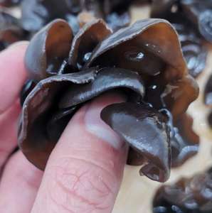 Mu Er, champignon séché sauvage d'Auricularia Auricula Underwood pour la consommation alimentaire - Product Image 4