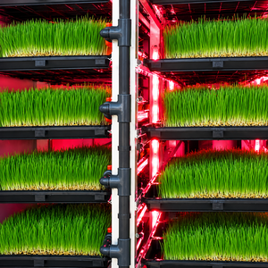 Contenedor Hidropónico de 20 pies para Cultivo Vertical de Forraje, Contenedor de Envío con Sistema LED de Espectro Completo para Cultivo de Forraje Fresco - Product Image 4