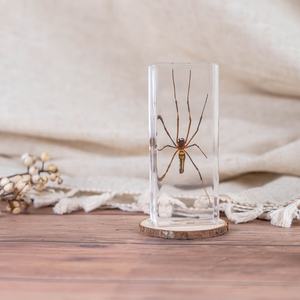 樹脂教育リソースの透明な琥珀色の昆虫標本スパイダー & スコーピオンエポキシ昆虫ギフトのアイデア - Product Image 5