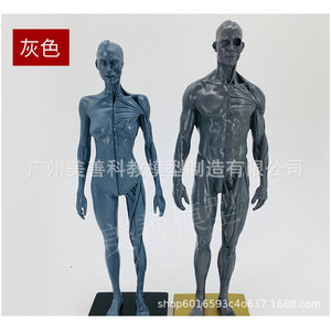 Estatua de 30 cm, Pintura, Referencia CG, Estructura de Cráneo, Modelo Anatómico Musculoesquelético Humano Artístico, Gris, Masculino/Femenino - Product Image 5