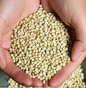 Gruau <span class=keywords><strong>de</strong></span> <span class=keywords><strong>sarrasin</strong></span> biologique séché riche en rutine, superaliment en gros pour complément alimentaire fonctionnel - Product Image 1
