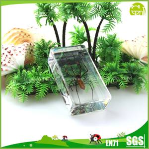 ตัวอย่างแมลง<span class=keywords><strong>จริง</strong></span>ในเรซิ่นชีววิทยา แมงมุม<span class=keywords><strong>ผี</strong></span> ตัวหนอนใส ใช้เป็นที่ทับกระดาษสำหรับสื่อการสอน - Product Image 6