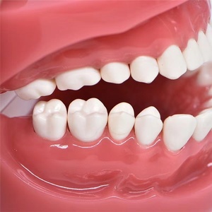 <span class=keywords><strong>Modelo</strong></span> de cepillado Dental para niños, 1/2 <span class=keywords><strong>modelo</strong></span> <span class=keywords><strong>estándar</strong></span>, para enseñanza oral y corrección de cepillado - Product Image 6