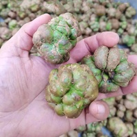 Bubuk Buah Matatabi Actinidia Polygama Grosir Pabrik, Ekstrak Biji Buah Silvervine, Silver Vine untuk Suplemen dan Mainan Kucing