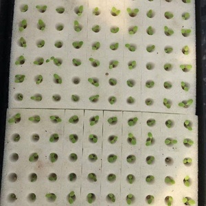 La siembra de la parte de la máquina de cultivo hidropónico de verduras de plántulas de plantación de <span class=keywords><strong>esponja</strong></span> - Product Image 2