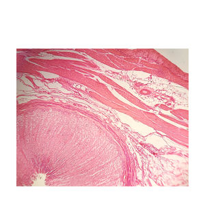 Menschlicher Magen Sec. Folie Medizinisches Labor Biologie Bildungs rutsche Human Histological Microscope Prepared Slide - Product Image 3