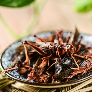 Sauterelle comestible pour Reptile, poids idéal pour nourriture de tortue, prix de gros, écologique frais, mangeoire - Product Image 6